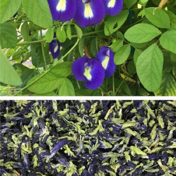 蝴蝶豌豆粉